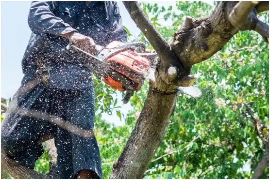 tree services Garden View